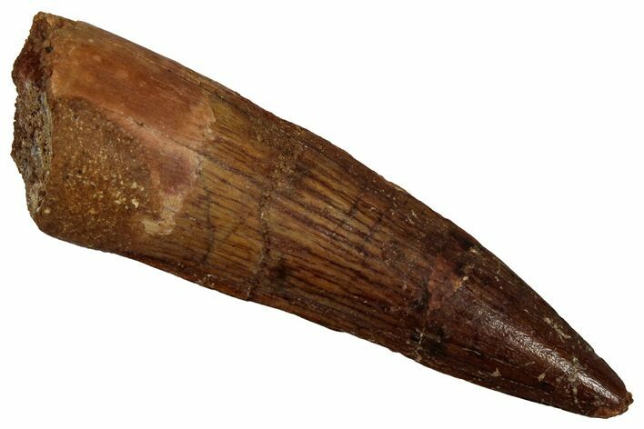 Fossil Spinosaurus Tooth - Real Dinosaur Tooth #356760